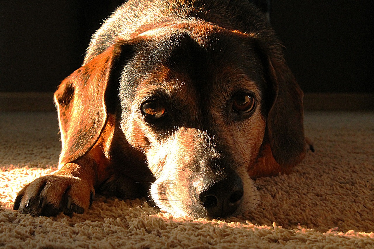 How to Help Senior Pets with Dietary Restrictions